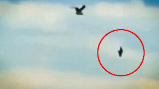 Black triangle UFO gets attention from birds in Utica, NY