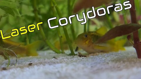 Meet the Orange Laser Corydoras: A Stunning Aquarium Star