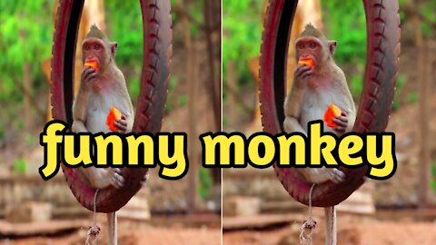 Funny monkey eating fruits