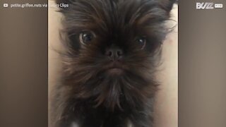 Cão fofo mostra sua impressionante "barba"