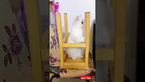 Cheeky 🐈 #shorts #cute #cat #funnyvideos