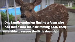 Fawn Scared & Trembling After Falling into Pool. Rescued by Family Before Reuniting with Mother