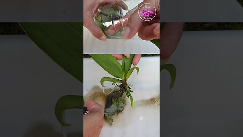 🤩 Orchid Root Rescue Method 😍 💪🏼Humidity & Patience #ninjaorchids #shorts #orchids