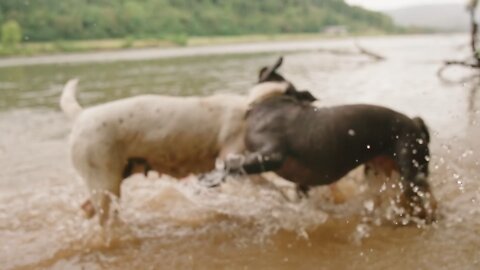 Dogs Enjoying The Water