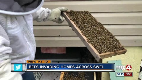 Swarms of bees invading Southwest Florida