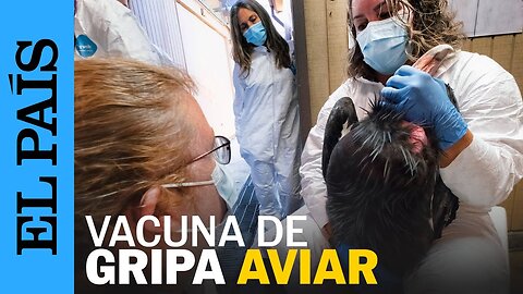 EE UU | Una vacuna para salvar al cóndor de California de la influenza aviar | EL PAÍS