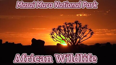 Masai Mara Forest - Wild Beast Migration Masai Mara Kenya #nocageanimals