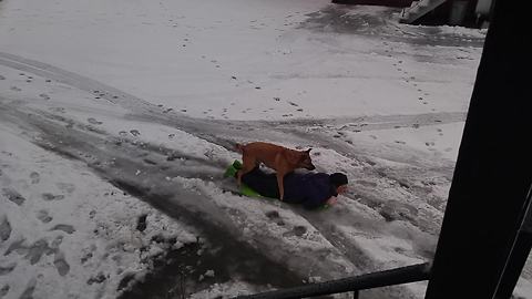 Dog jumps on top of owner for sledding fun