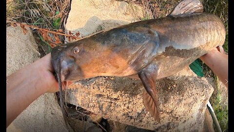 Flathead Catfish #2 August 3, 2021