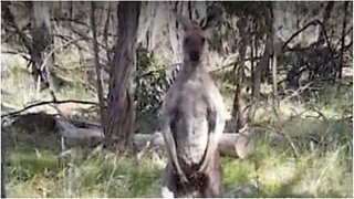 Un canguro attacca un cane e il suo padrone