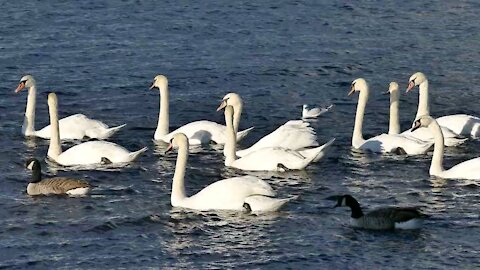 Ducks above the water, atmospheres of nature