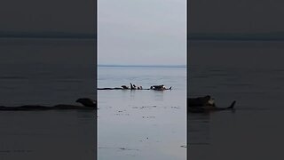 A group of SEALS at the Beach 🦭
