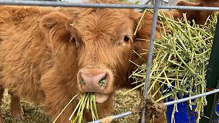 Fluffy Highland Cows Eating Food ASMR