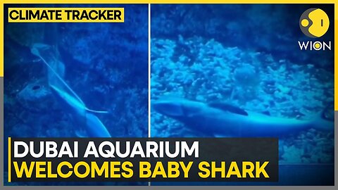 Birth of a baby shark inside the Dubai aquarium | WION Climate Tracker | VYPER ✅