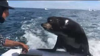 Sea lion jumps onto boat and scares woman!
