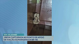 Gov. Valadares: Jiboia Capturada no Ponto de Apoio de Viação às Margens da BR-116.