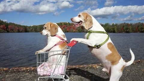 Dogs shopping voyage - Try not to Laugh (Really Funny)