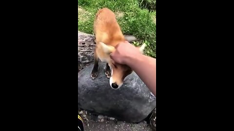 Funy Animal Video