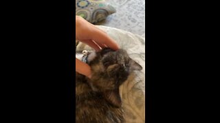 Calico Kitty Massage
