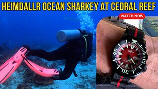 SCUBA Diving with a Heimdallr Sharkey Ocean Monster Dive Watch at Cedral Reef, Cozumel, QRoo, Mexico