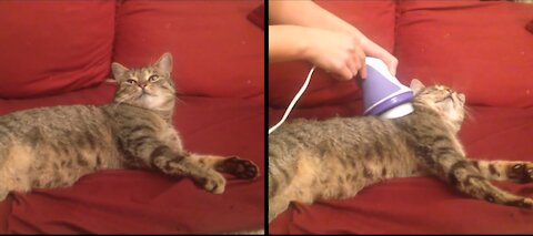 Cat doing massage