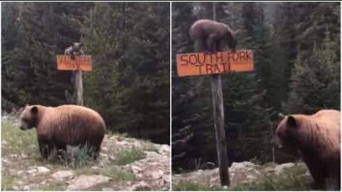 Cucciolo d'orso è un abile scalatore