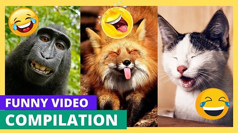 Funny Animals