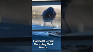 Mr Blue Bird eating meal worms