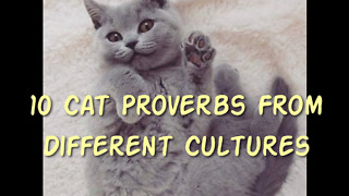 10 Cat Proverbs From Different Cultures