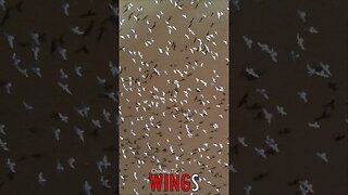 🐧 #WINGS - Aerial Poetry: Birds' Interlacing Wings in Mesmerizing Murmuration 🐦