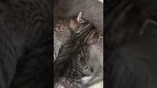 Adorable Kittens Fighting Over Mom's Milk #Shorts 😻