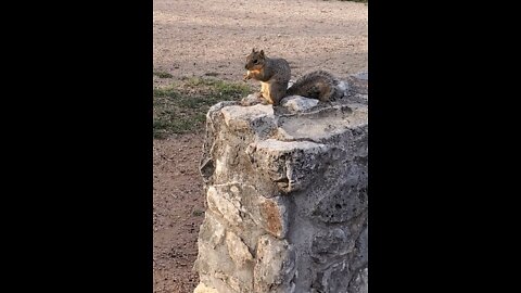 Cute Squirrel
