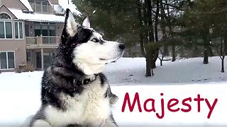 Siberian Husky takes in winter scenery