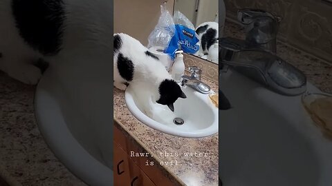When your cat doesn't understand water...