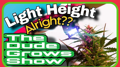 Shedding Light on Cannabis Cultivation: Ideal LED Height Above Canopy - Dude Grows Show 1,481