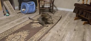 Cat full of energy