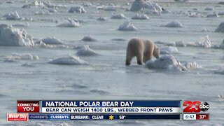 National polar bear day