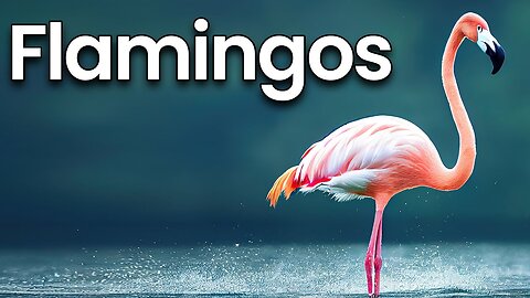 All about Flamingos for Kids_ Flamingos Facts and Information for Children