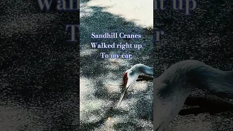 #sandhillcrane #livinginmycar #floridawildlife #minimalist #mobiledweller #hobolife #carcamping