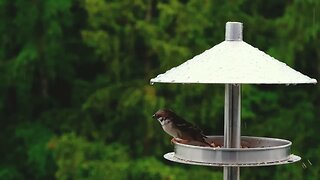 Nature's Serenity | Beautiful Bird Feasting in the Rain