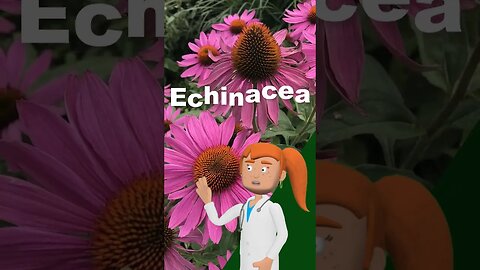 มารู้จัก Echinacea พืชสมุนไพร เพิ่มภูมิคุ้มกัน