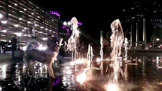 Siberian Husky plays in public water fountain in Boston