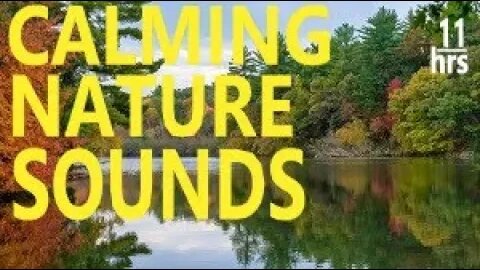 BEAT Depression with Nature Stream & Bird Sounds | Relax, Focus, Study, Meditate, Work, Soothe Baby.