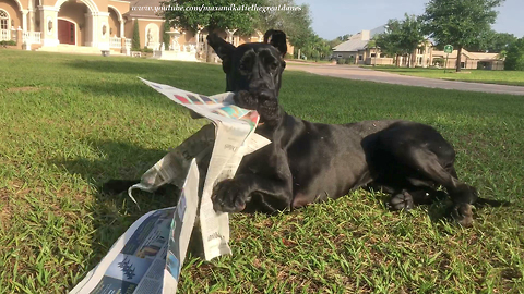 Great Dane's first attempt at fetching newspaper ends in disaster