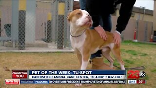 Pet of the Week: Tu-Spot