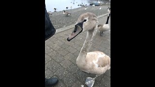 Funny Video of a Swan Snatching the Entire Food Bag