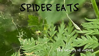 Spider eats a small insect in its web / beautiful insect in nature.