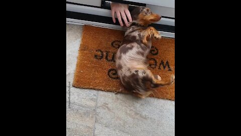 Dachshund loves to be pet by visitors through the letter box
