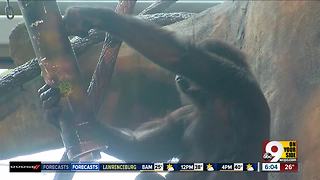 Cincinnati Zoo unveils indoor gorilla exhibit