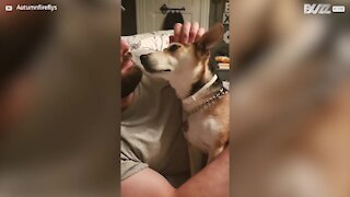 Dog falls in love with owner's fiance